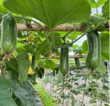 噜噜噜AV久久AV波多野结衣