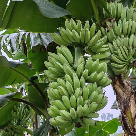 噜噜噜AV久久AV波多野结衣