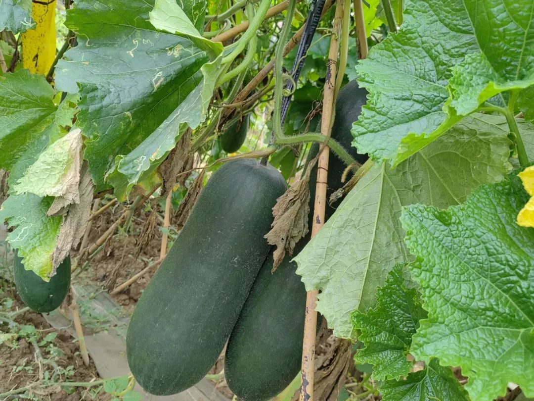 噜噜噜AV久久AV波多野结衣