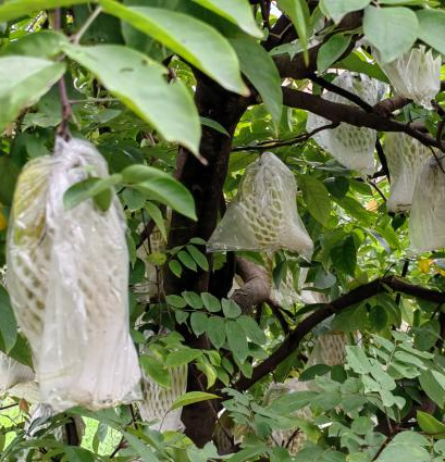 噜噜噜AV久久AV波多野结衣