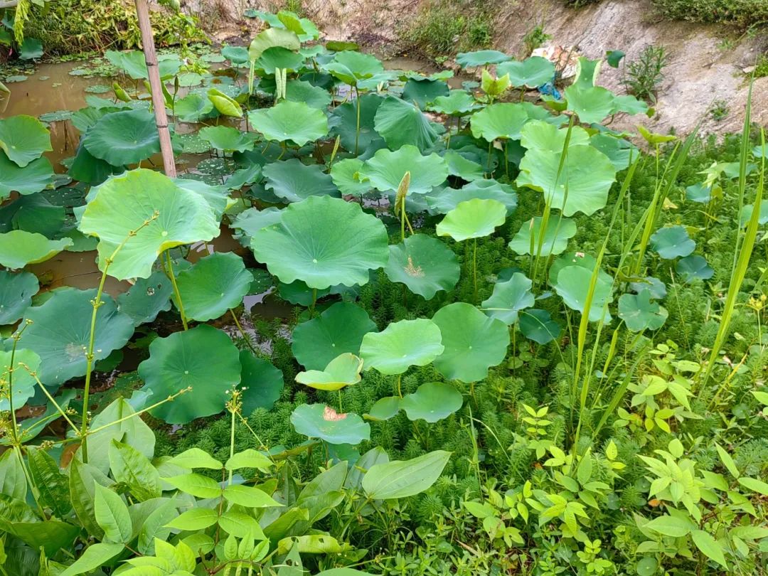 噜噜噜AV久久AV波多野结衣