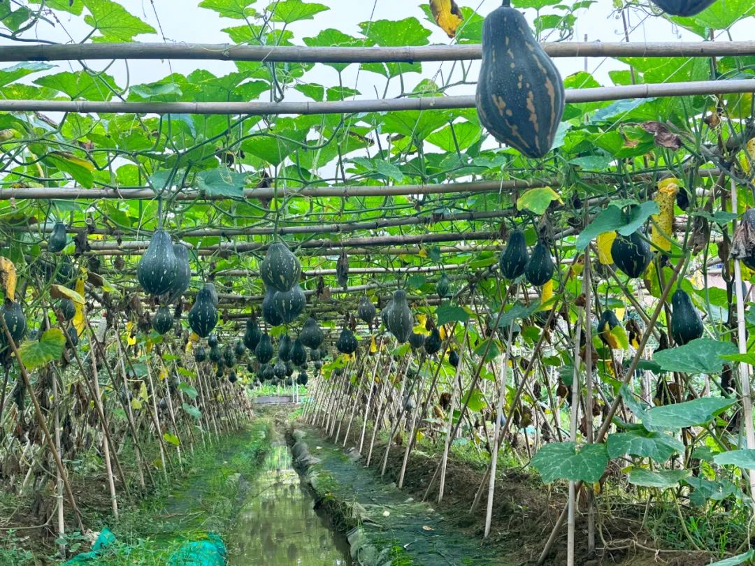 噜噜噜AV久久AV波多野结衣