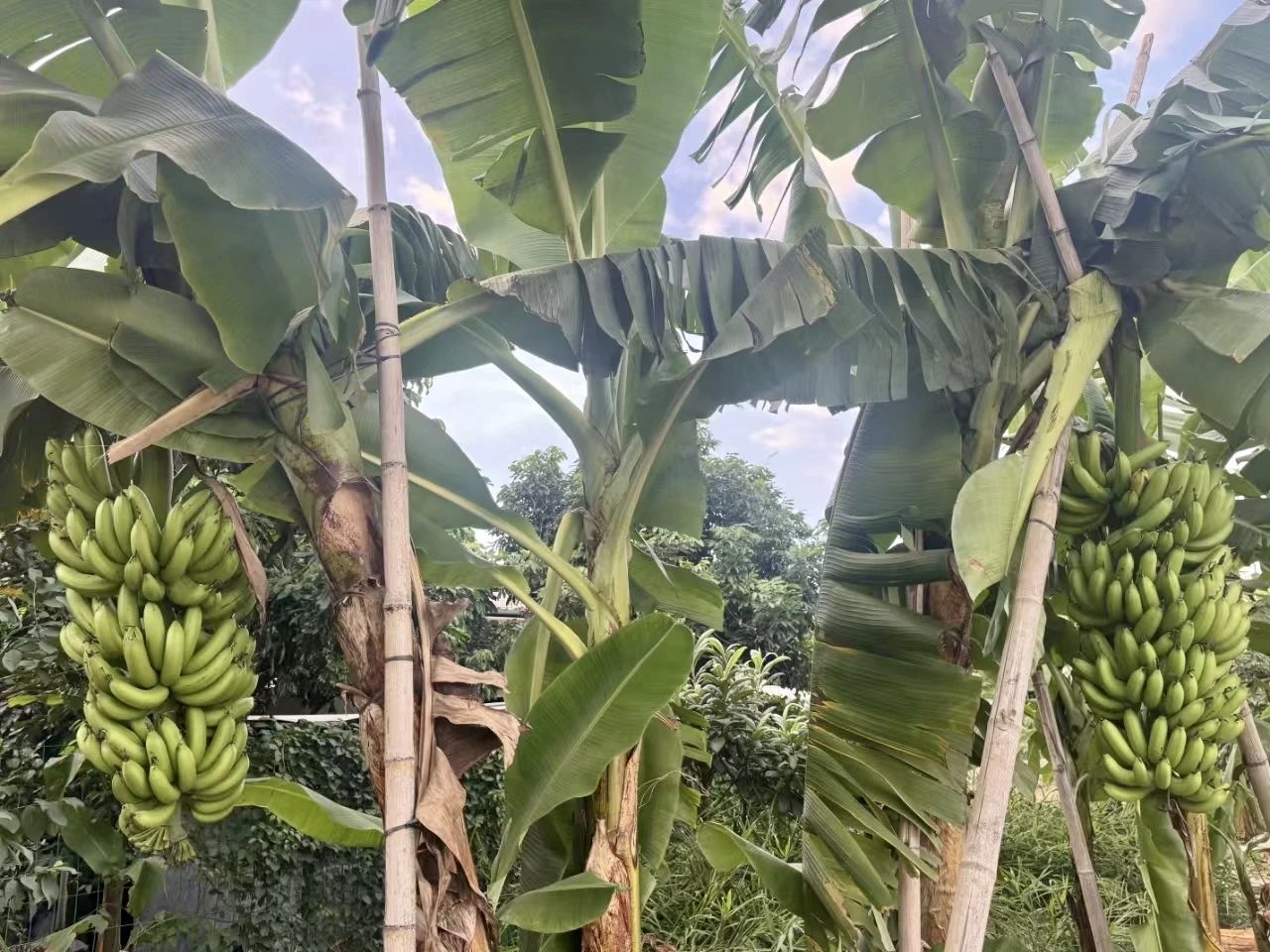 噜噜噜AV久久AV波多野结衣