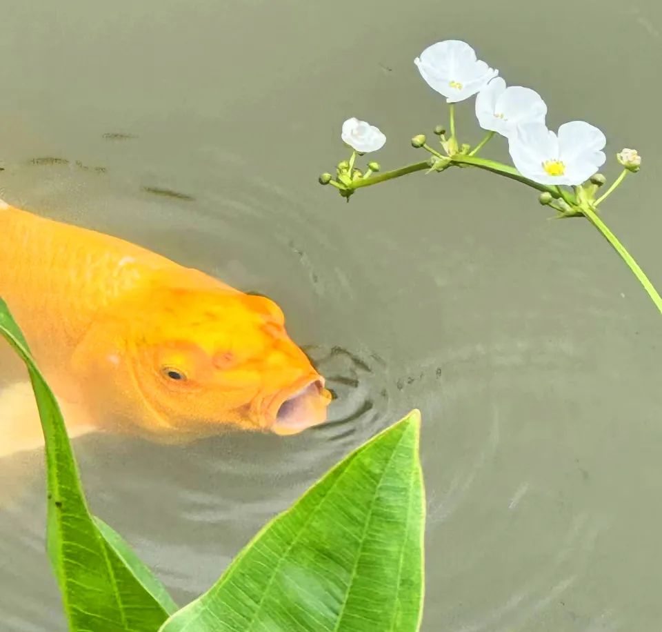 噜噜噜AV久久AV波多野结衣