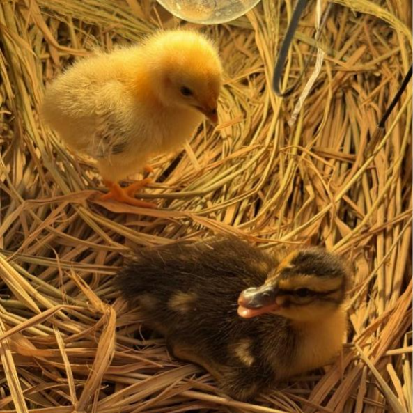 噜噜噜AV久久AV波多野结衣