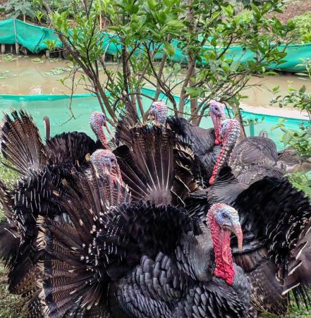 噜噜噜AV久久AV波多野结衣