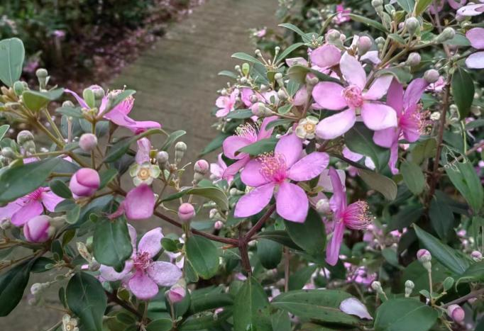 噜噜噜AV久久AV波多野结衣