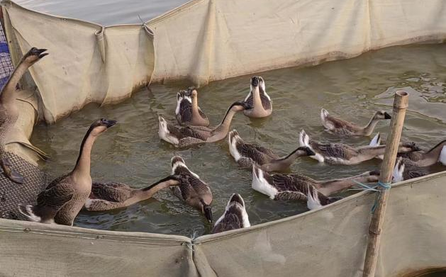 噜噜噜AV久久AV波多野结衣