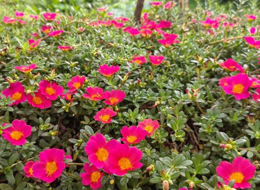 噜噜噜AV久久AV波多野结衣