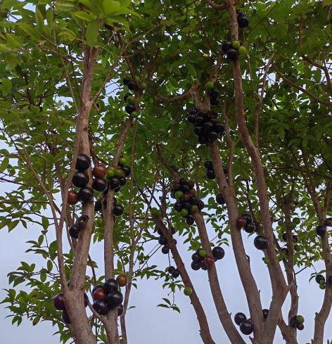 噜噜噜AV久久AV波多野结衣