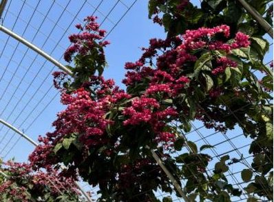 噜噜噜AV久久AV波多野结衣