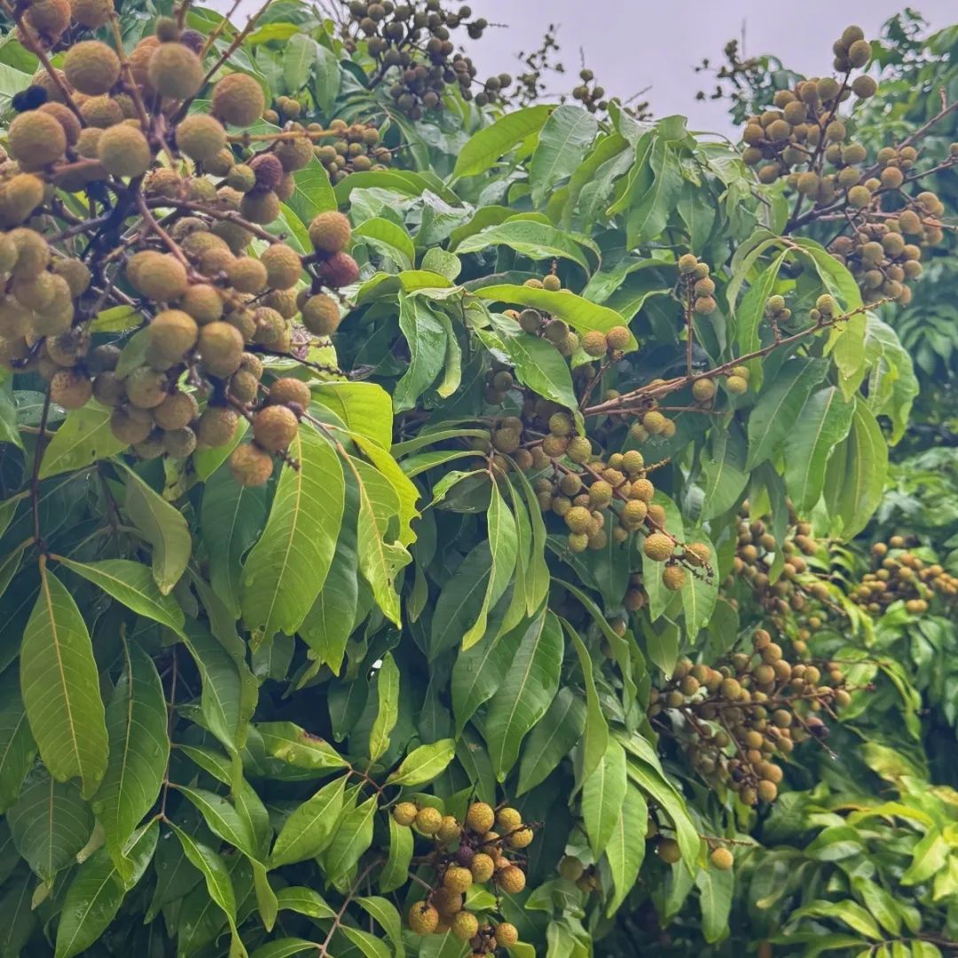 噜噜噜AV久久AV波多野结衣