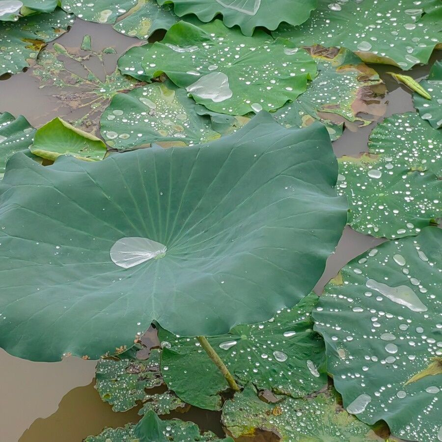 噜噜噜AV久久AV波多野结衣