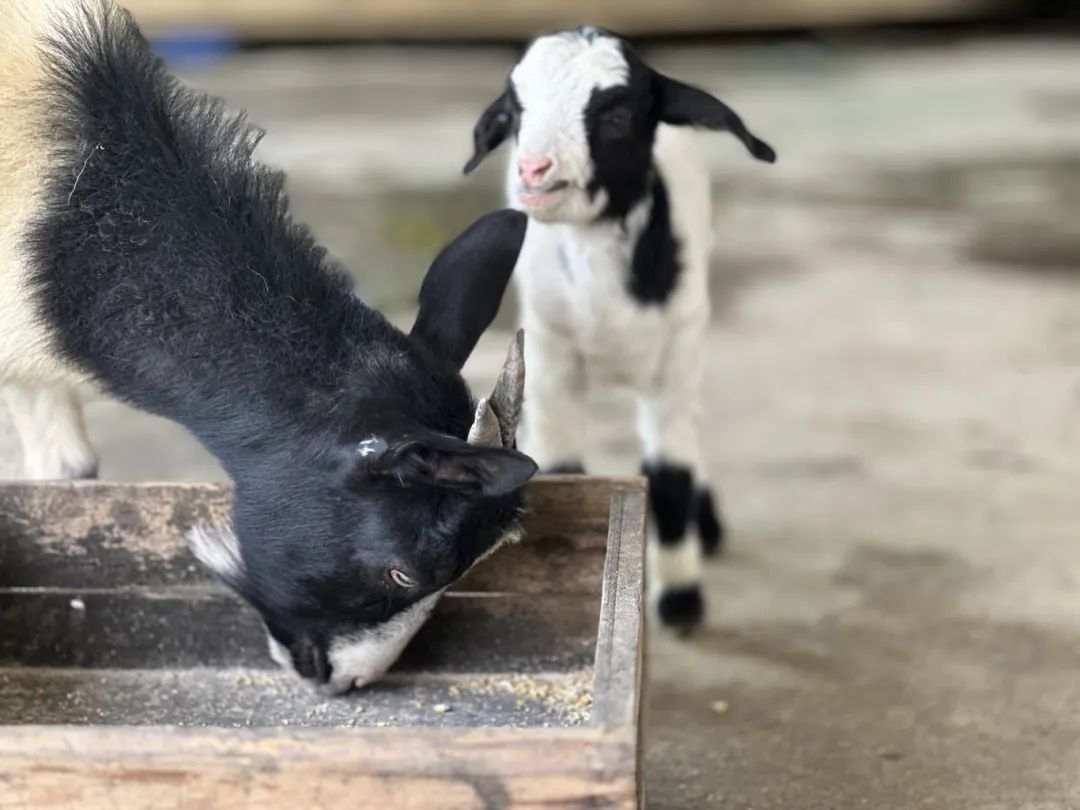 噜噜噜AV久久AV波多野结衣