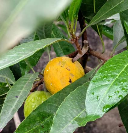 噜噜噜AV久久AV波多野结衣