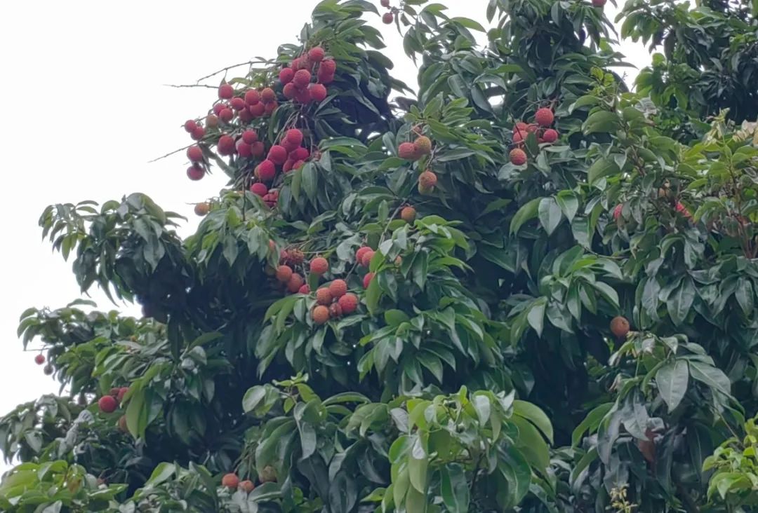 噜噜噜AV久久AV波多野结衣