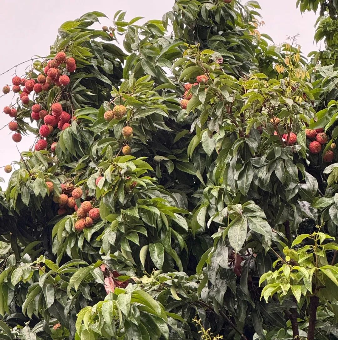 噜噜噜AV久久AV波多野结衣