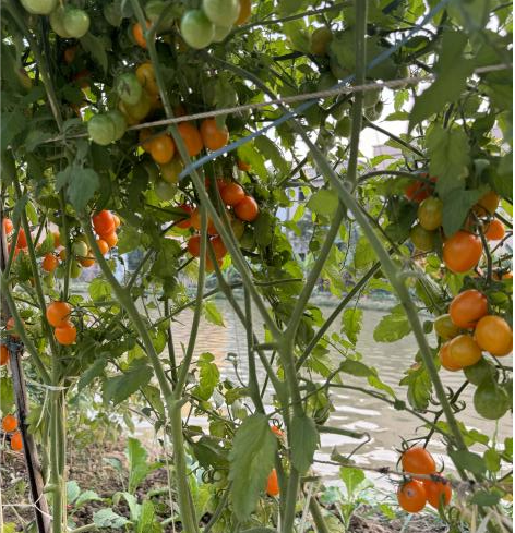 噜噜噜AV久久AV波多野结衣