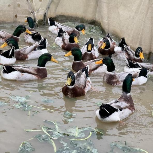 噜噜噜AV久久AV波多野结衣