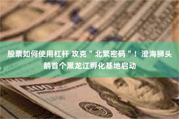 股票如何使用杠杆 攻克＂北繁密码＂！澄海狮头鹅首个黑龙江孵化基地启动